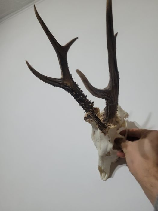 Parostki kozła 3 tykowiec