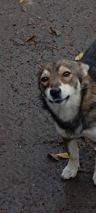 Собака даром, в добрі руки