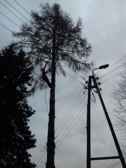 Wycinka drzew, pielęgnacja drzew, czyszczenie działek, usługi rębakiem