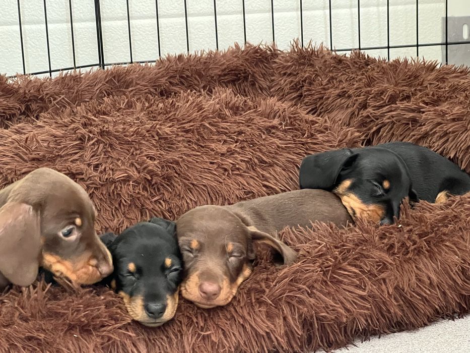 Teckel Kaninchen