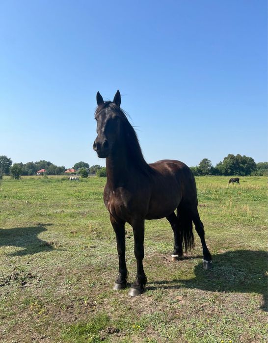 Wałach 5 lat, fryz x ślązak