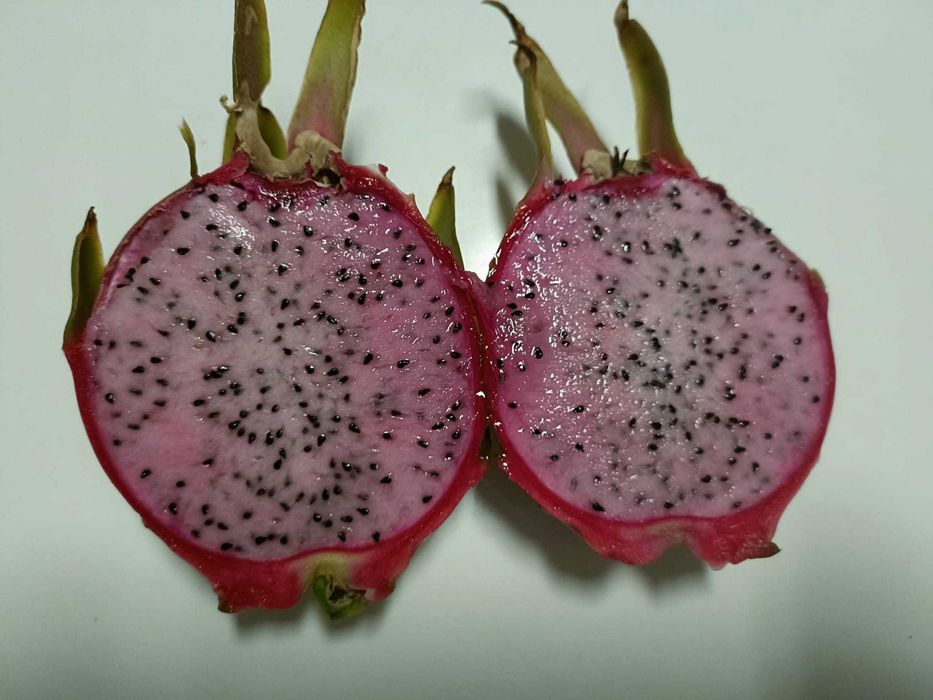 Estacas de Pitaya / Dragon Fruit / Fruta do Dragão