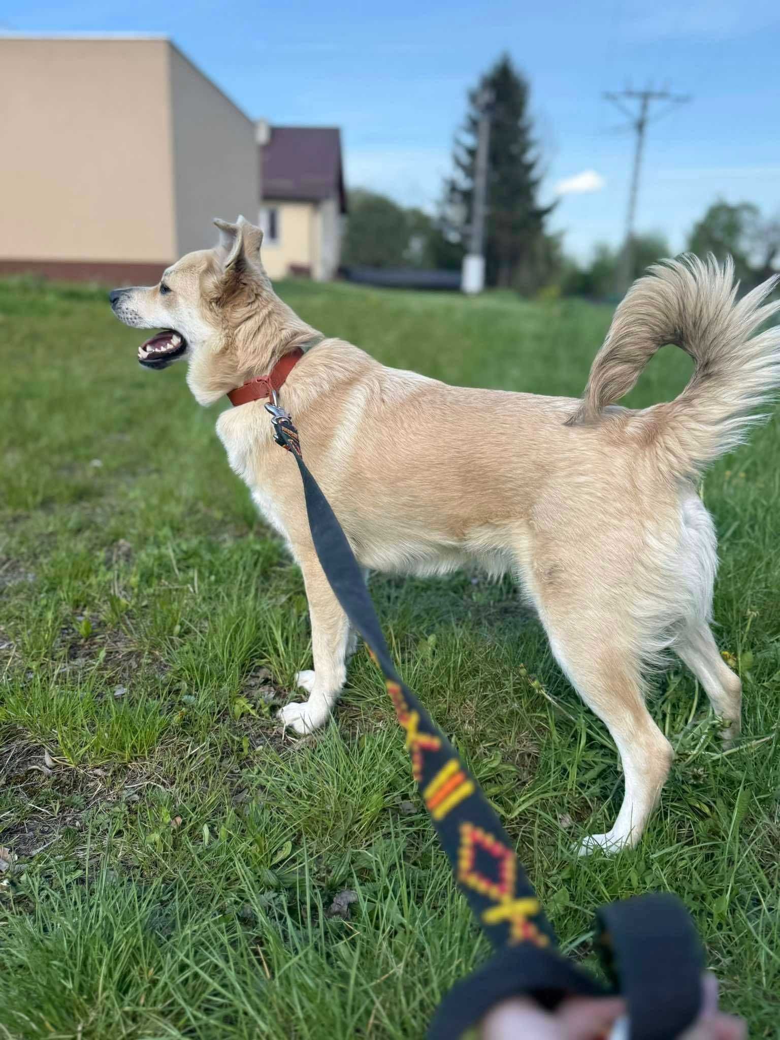 Słodziak do adopcji