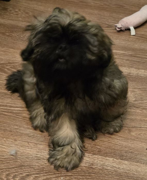 Shih tzu szczeniaczek