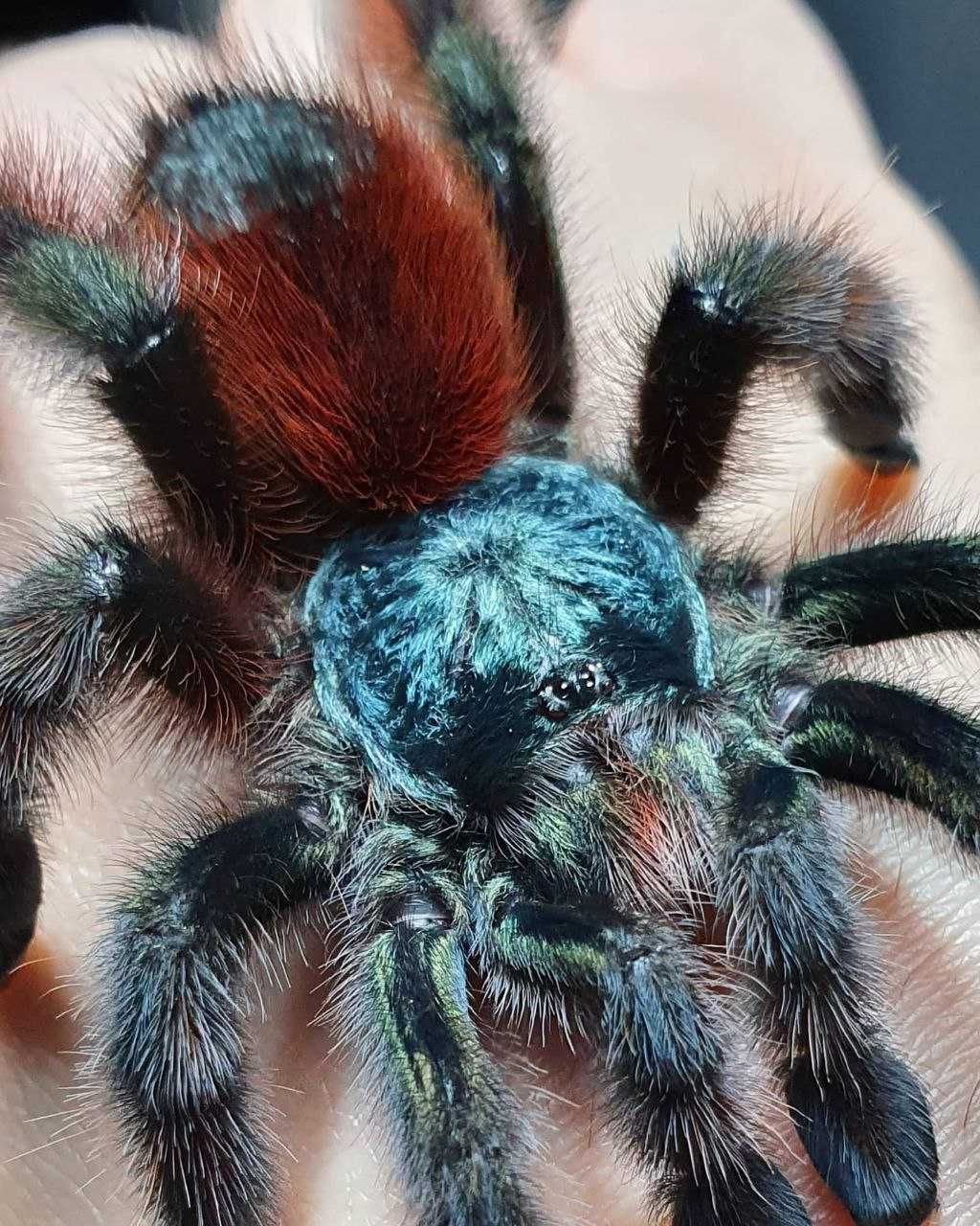 Паук птицеед Avicularia versicolor молодая самка л10