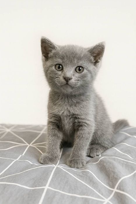 Кошенята в добрі руки
