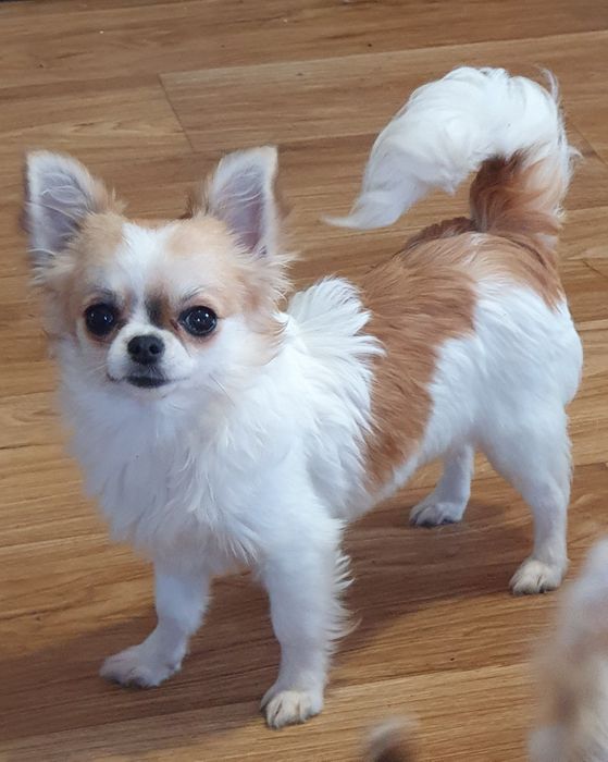 Длинношерстная чихуахуа девочка