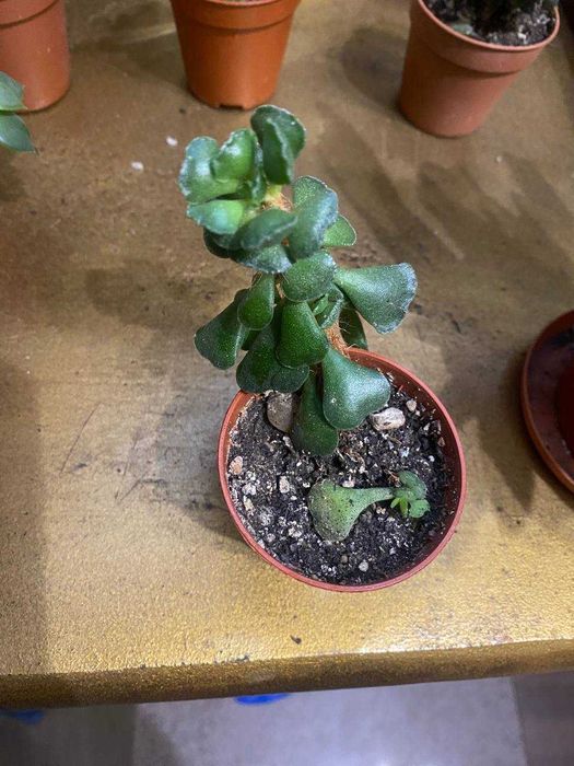 Суккуленты, комнатные растения, обмен могу рассмотреть