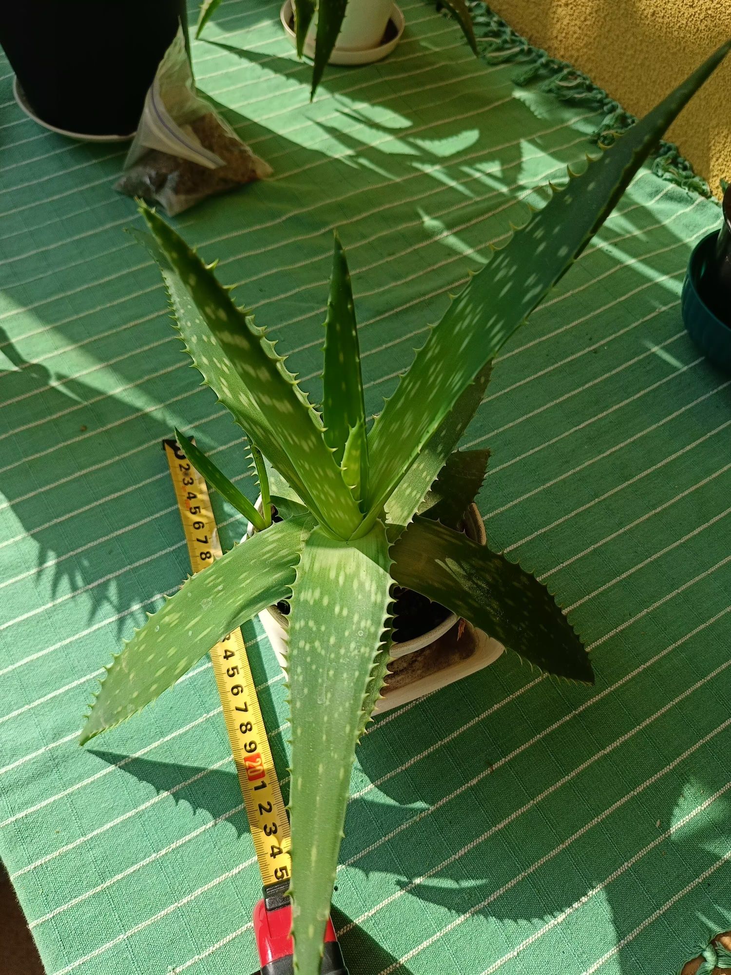 Алое мильний Aloe Saponaria , може квітнути