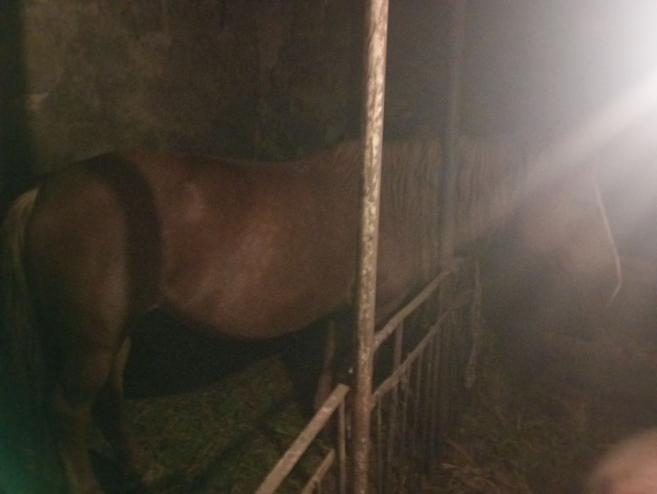 Продам Кобилу , кінь 8 років