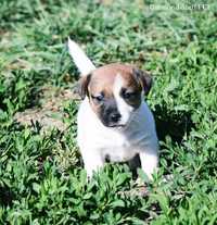 Jack Russell Terrier śliczna suczka po InterChamp. rodowód ZKwP/FCI