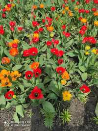 Квіти( тюльпани та лілійники)