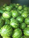 Продам домашній кавунчик