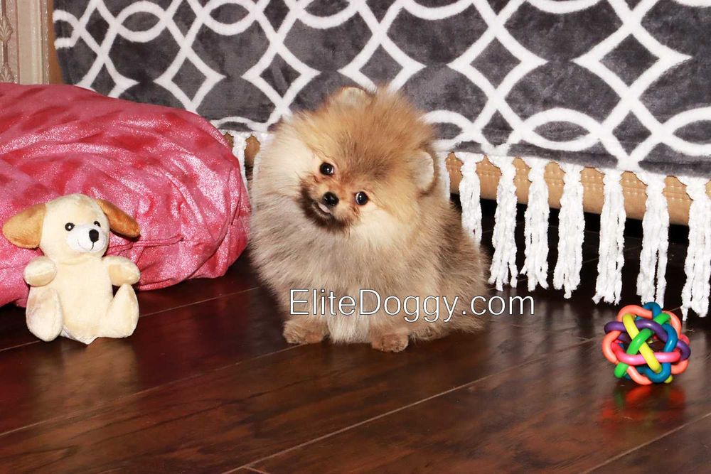 Мини девочка померанский шпиц рыже-соболиного окраса
