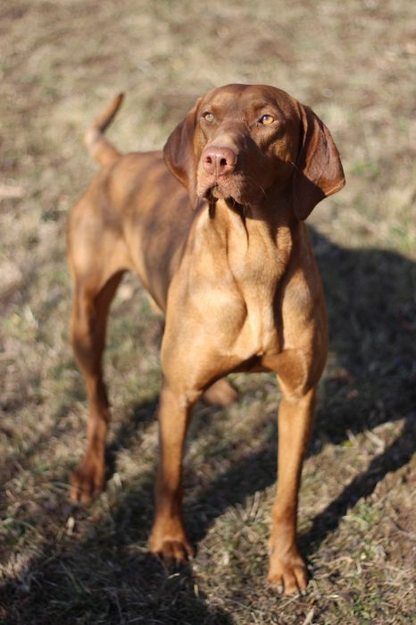 Цуцинята породи Угорська Віжла