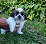 Piesek  shih-tzu