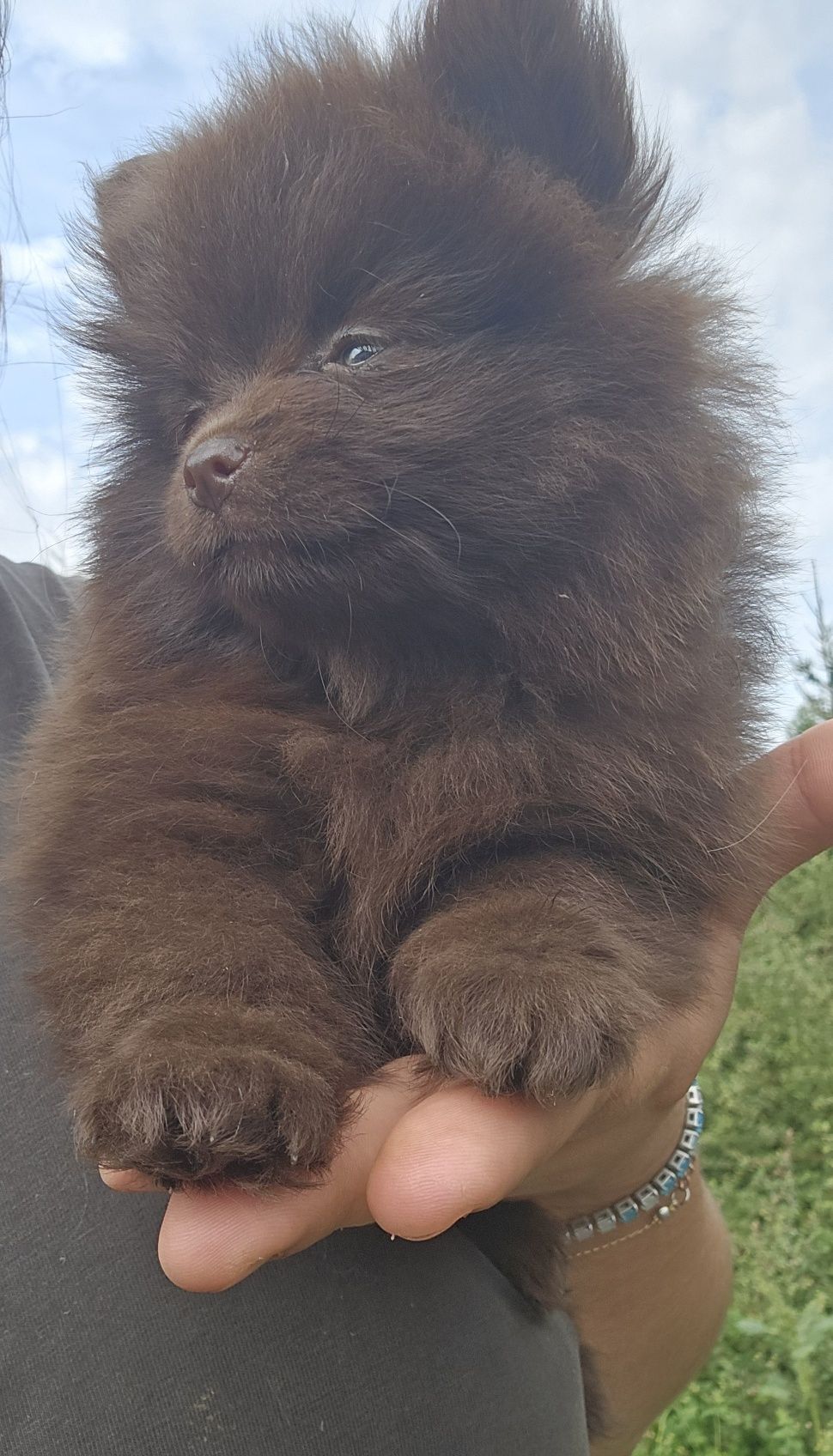 Wyjątkowe szpic miniaturowy pomeranian