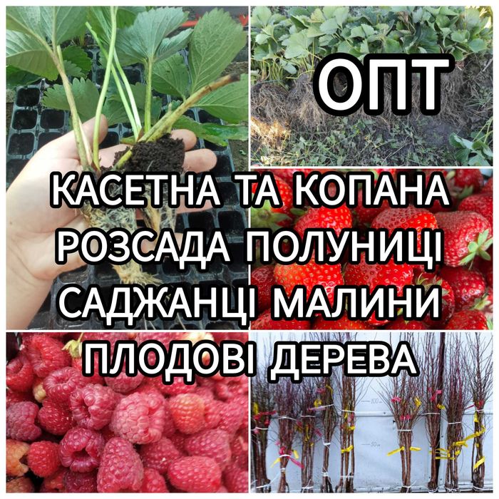 Саджанці Полуниці Розсада Малини Плодові дерева Саженцы Клубники
