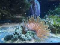 Sarcopython - koralowiec morski
