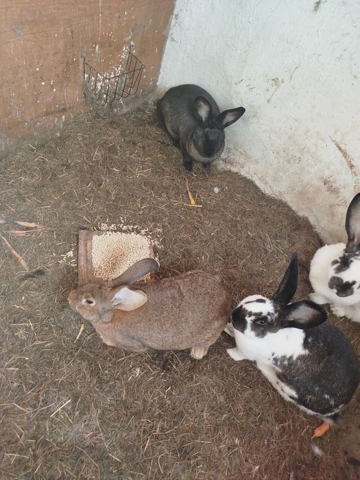 Sprzedam króliki 8 miesięczne