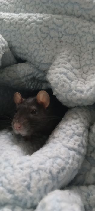 Ручні ірландські щурики