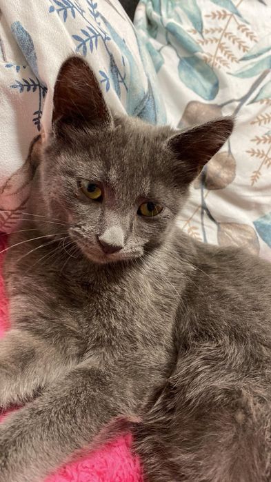 Шукаємо наречену