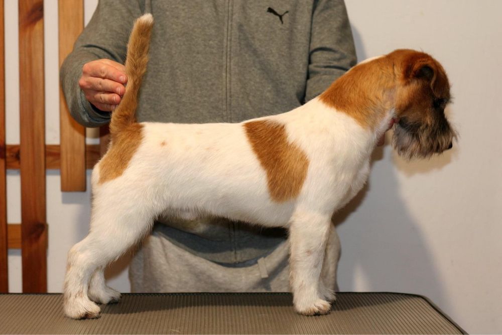 Jack Russell Terrier FCI ZKWP samiec pies reproduktor