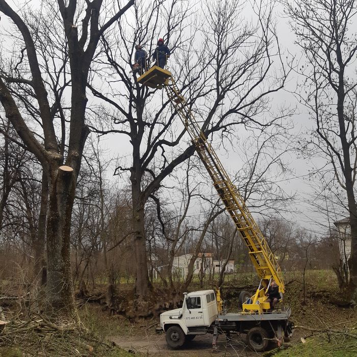 ЧИСТКА ДІЛЯНОК! Зрізання дерев! Корчування пнів!