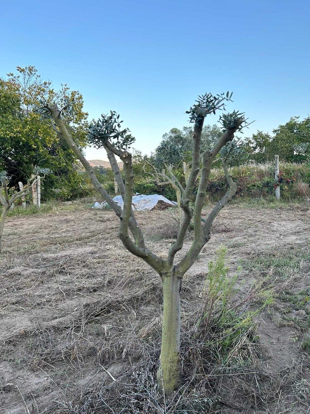 Oliveiras de Jardim