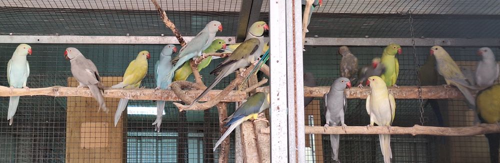 Ring neks para cedência