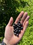 Aronia świeża ekologiczna