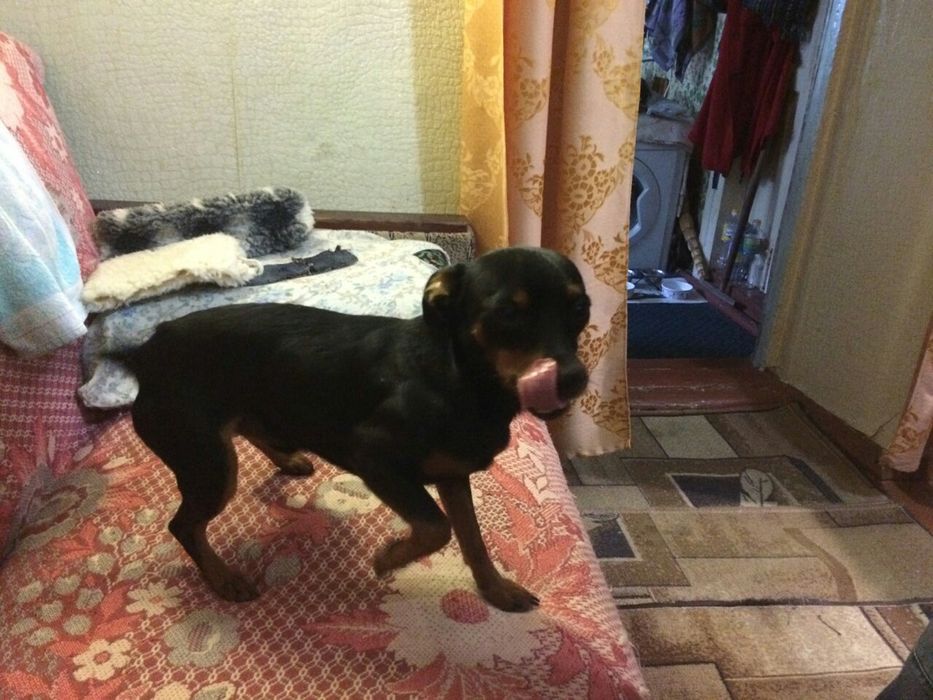 Вязка карликовый пинчер