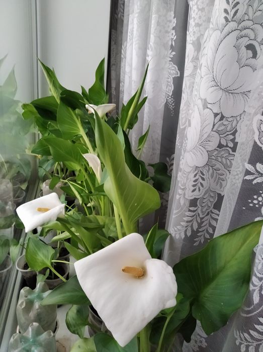 Кала садовая белая