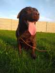 Labrador retriever suka