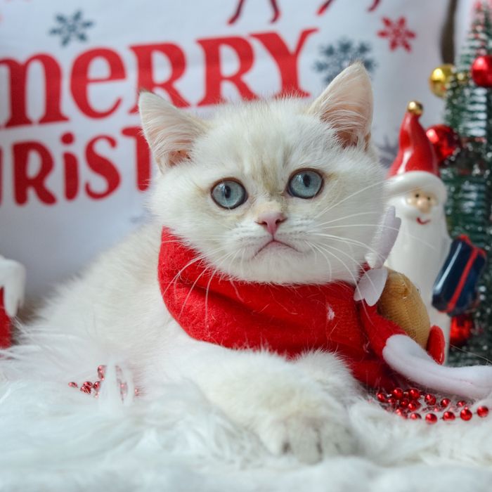 Котик золотий колор поінт