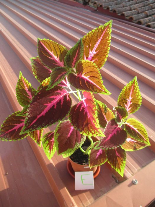 Planta Coleus Interior / exterior