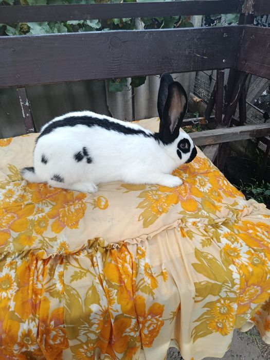 Продам кролі, кролики НСВ