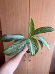 Aglaonema sadzonka