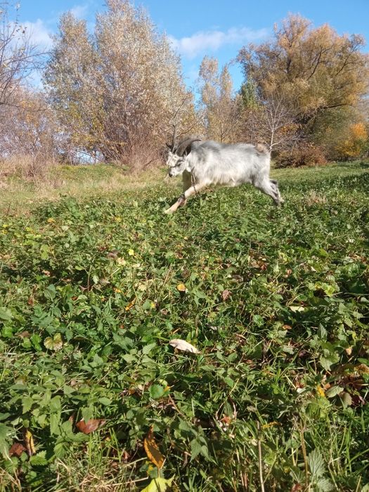 Цап для покриття кіз.