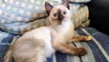 Adote com Consciência, Dê um Lar a um Gatinho