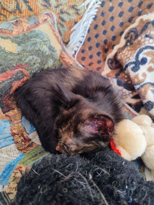 Кошка и котята девочки