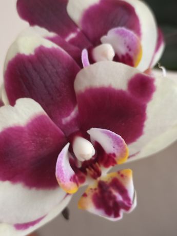 Орхідеї  Сортова орхідея