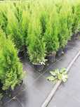 Tuja Thuja szmaragd 100cm Transport do klienta