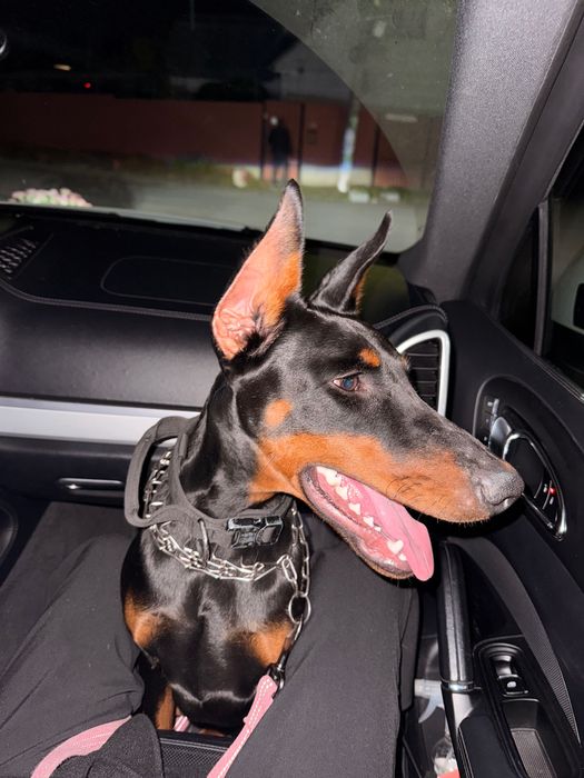 Дівчинка чистокровного добермана