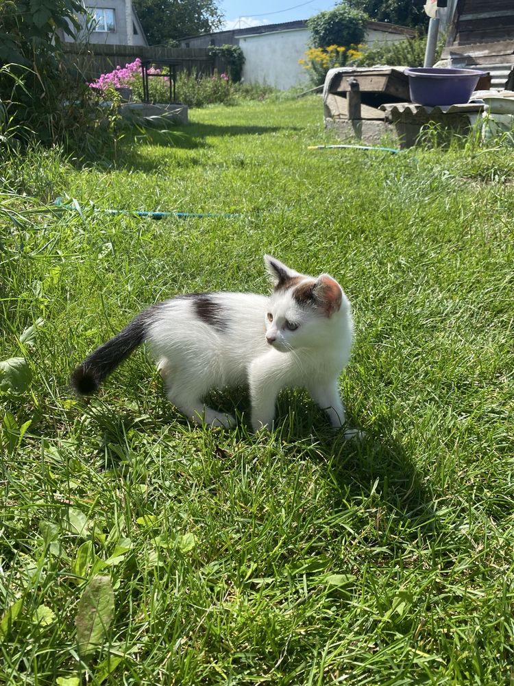 Безкоштовно котенята