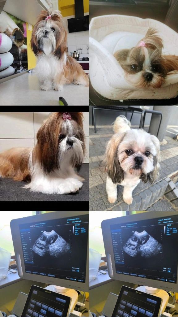 Zapowiedź miotu shih tzu legalna hodowla Zhpr UCI  umowa wyprawka chip
