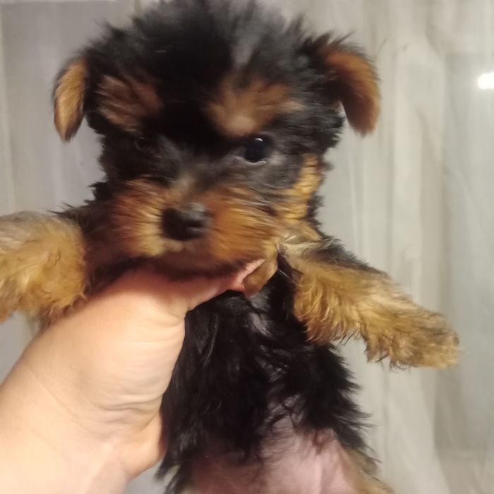 Йорки щенки. 16. 09. 25.