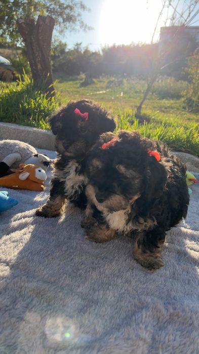 Caniche lindissima menina