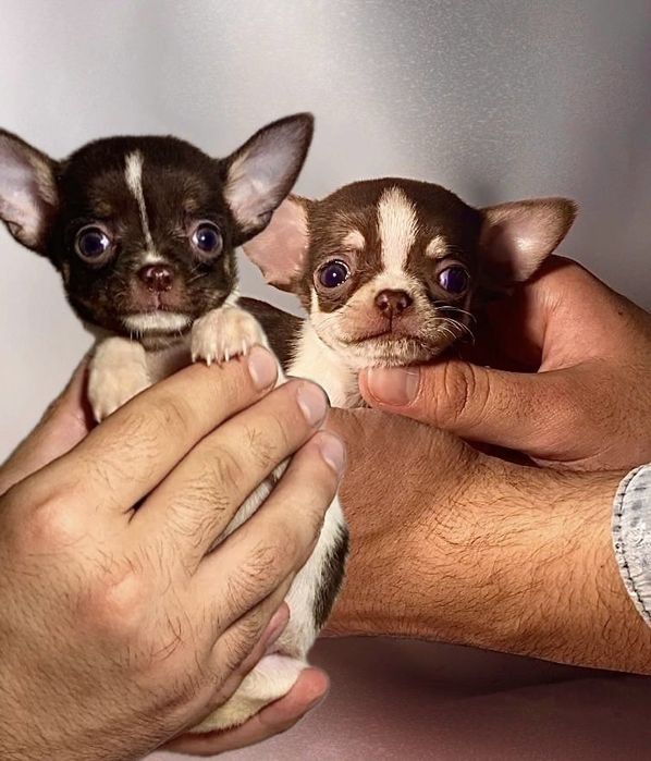 Казкові карапузики міні чихуахуа бебі фейс