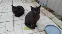 Два чорних котика